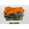 Tagetes Marigold Promise Orange