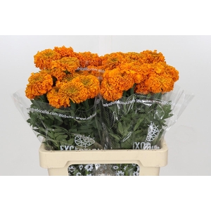 Tagetes Marigold Promise Orange