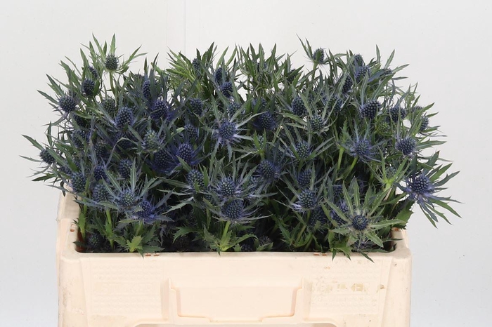 <h4>Eryn Orion Kl Bh Wit</h4>