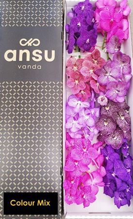 <h4>Vanda T Colour Mix</h4>