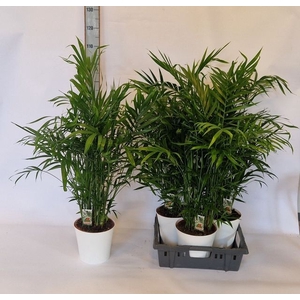 Chamaedorea cataractarum 23Ø 110cm