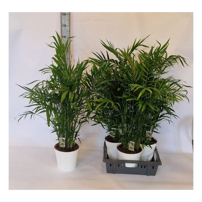 <h4>Chamaedorea cataractarum 23Ø 110cm</h4>