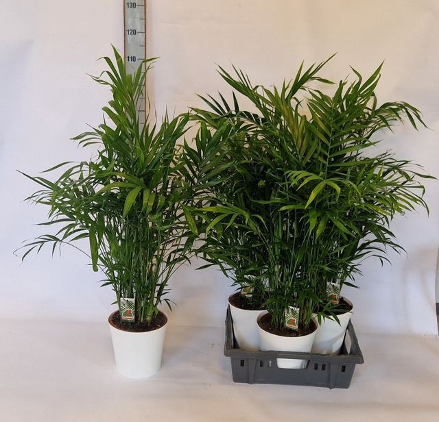 Chamaedorea cataractarum 23Ø 110cm