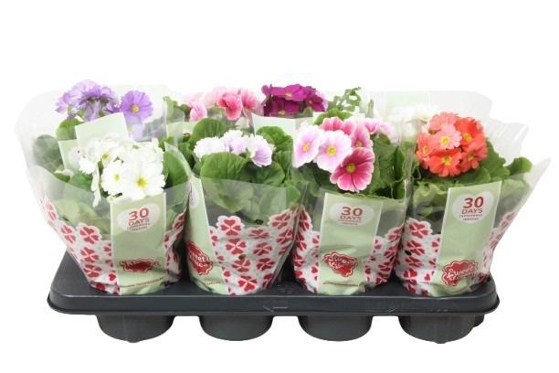 <h4>PRIM OB TM GEM</h4>