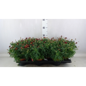 Argyranthemum  'La Rita Purple Red'