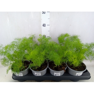 Foeniculum vulgare   ...