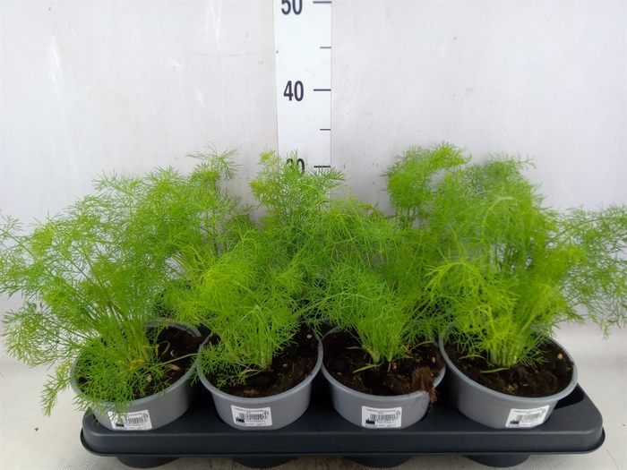 <h4>Foeniculum vulgare   ...</h4>