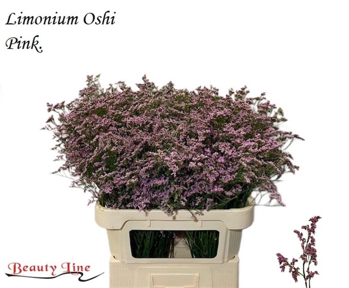 <h4>LIM SAF OSHI PINK</h4>