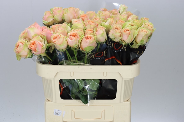 <h4>Rosa Gr Gravity</h4>