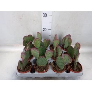 Opuntia microdasys