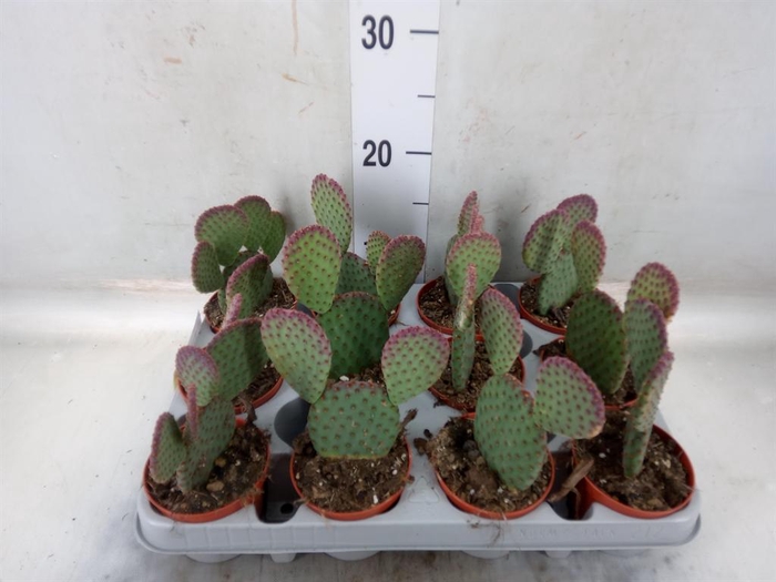 <h4>Opuntia microdasys</h4>
