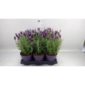 Lavandula stoec. 'Anouk'
