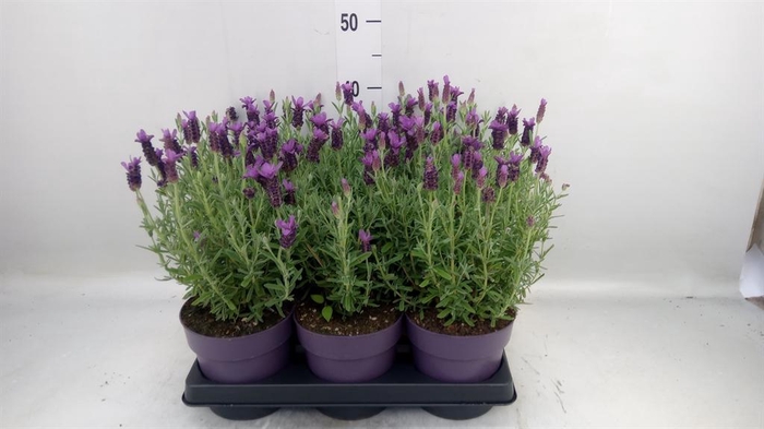 <h4>Lavandula stoec. 'Anouk'</h4>
