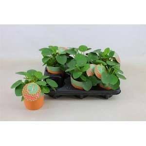 Pilea peperomoides