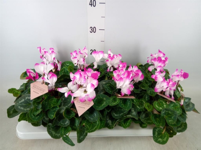 <h4>Cyclamen MD 'Fusion Midi'</h4>