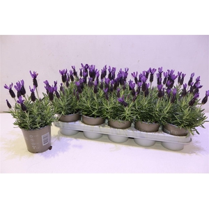 Lavan S Bell Toscane