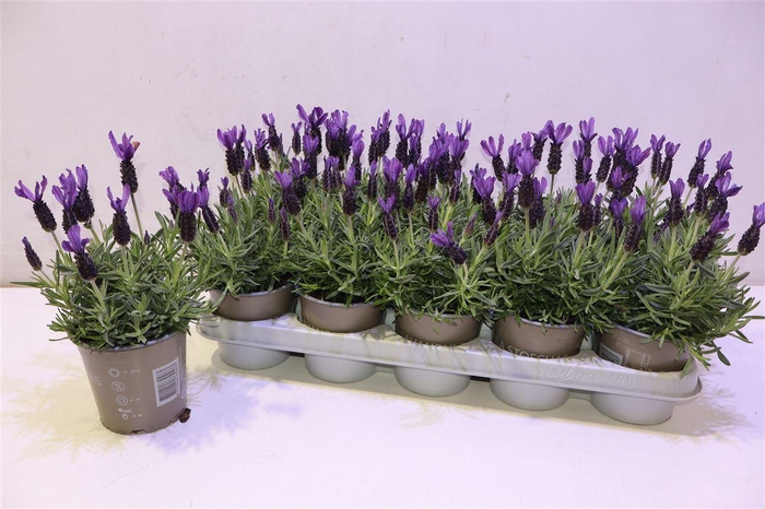 <h4>Lavan S Bell Toscane</h4>