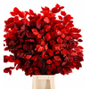 Faggio Preserved Red (beech,beuk)