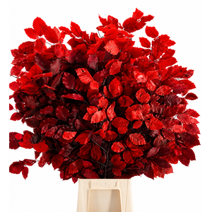 Faggio Preserved Red (beech,beuk)