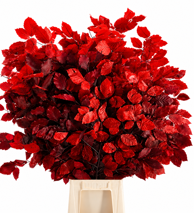 <h4>Faggio Preserved Red (beech,beuk)</h4>
