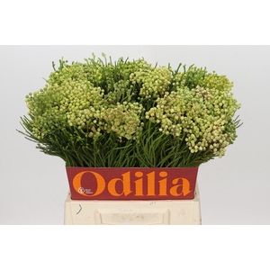 Kaaps Groen Lanug. Green