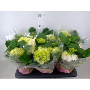 Hydrangea mac. 'Schneeball'