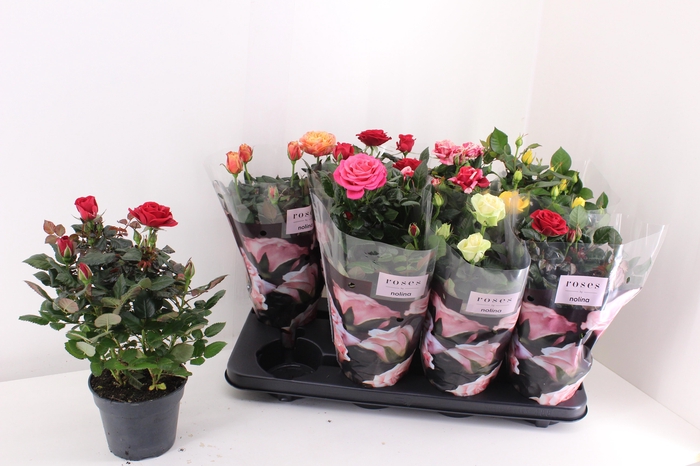 <h4>RO PATHIT GEM 6 SRT</h4>