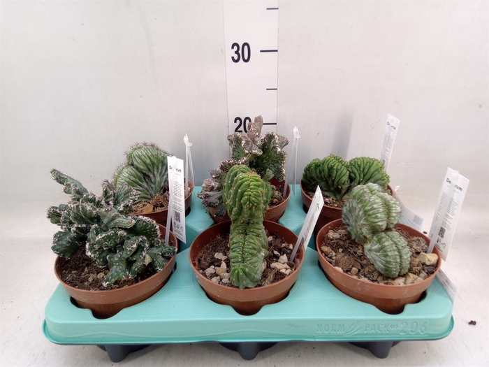 <h4>Cactus ...mix</h4>