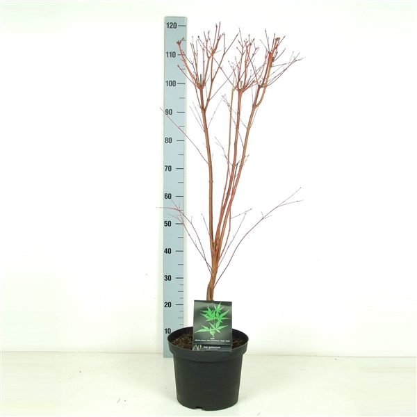 <h4>Acer palmatum 'Sangokaku' P26</h4>