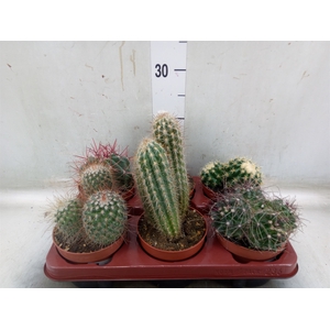 Cactus   ...mix