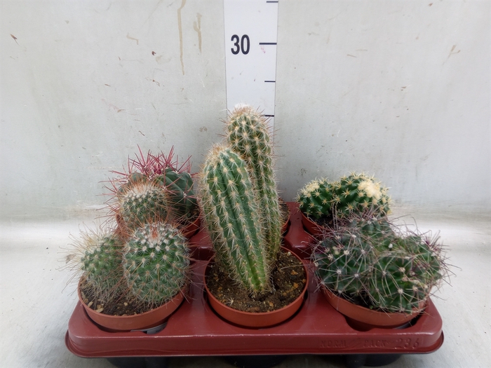 <h4>Cactus   ...mix</h4>