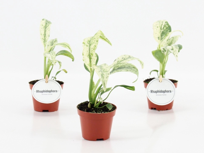 <h4>Overig planten</h4>