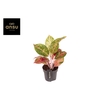 Aglaonema overig
