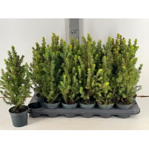 PICEA GL CONICA