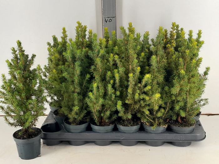 <h4>PICEA GL CONICA</h4>