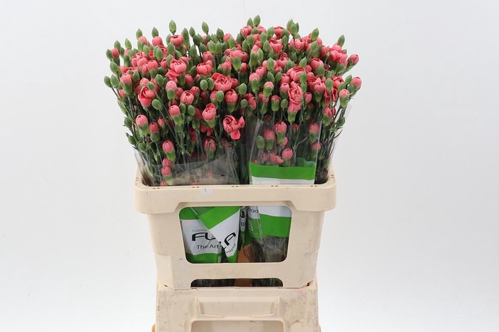 <h4>Di Tr Miss Trendy X20</h4>