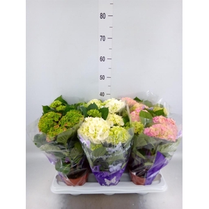 Hydrangea mac. ...mix
