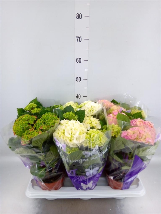 <h4>Hydrangea mac.   ...mix</h4>