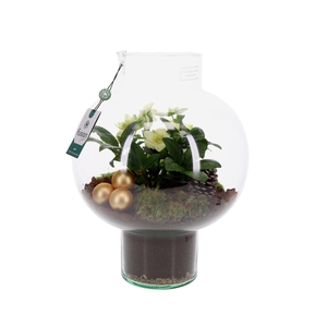 Green Bottle Laura Large met Helleborus