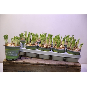 arr8 Narc O Tete A Tete