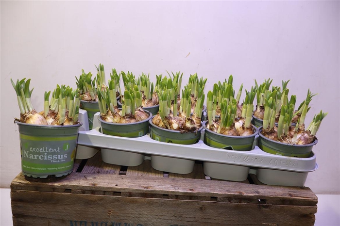 <h4>arr8 Narc O Tete A Tete</h4>