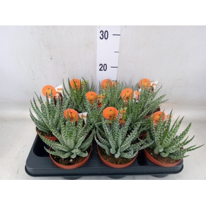 Aloe   ...