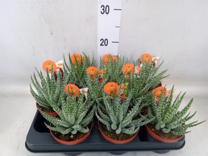 <h4>Aloe   ...</h4>