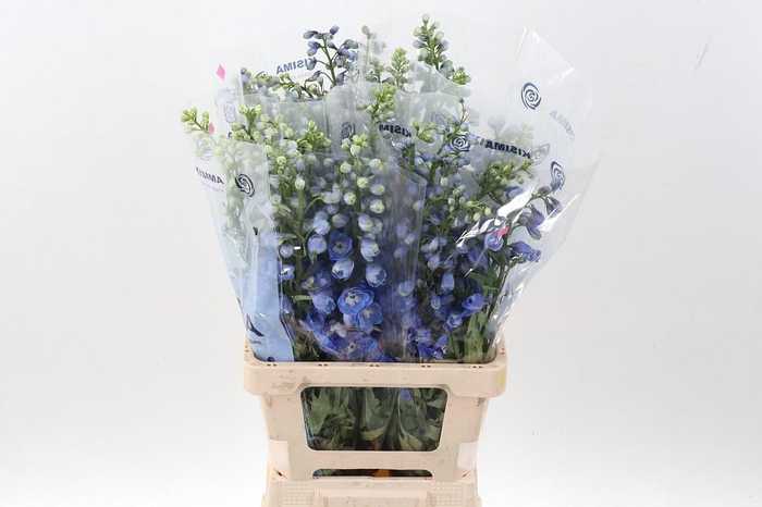 <h4>Delph Du Guard Blue</h4>