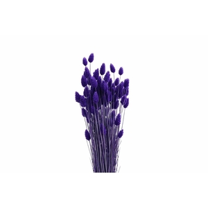 Dried Phalaris X5 Purple Bunch