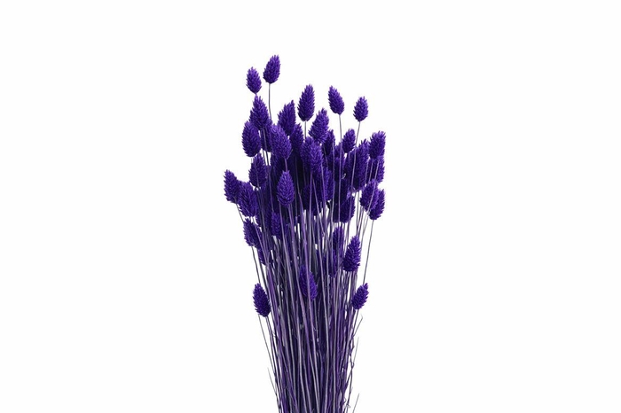 <h4>Dried Phalaris X5 Purple Bunch</h4>