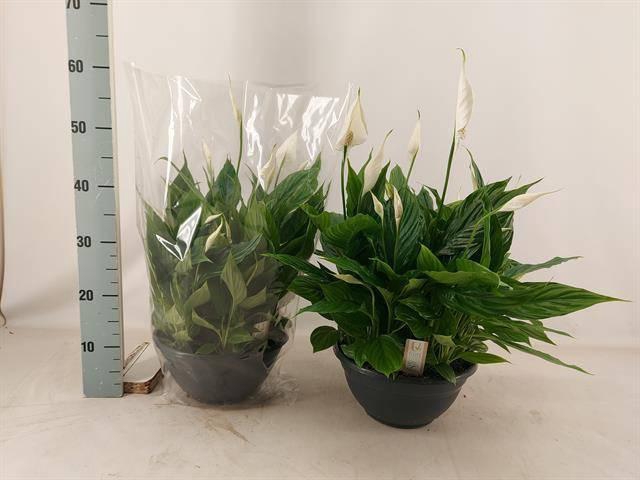 <h4>Spath Chopin</h4>