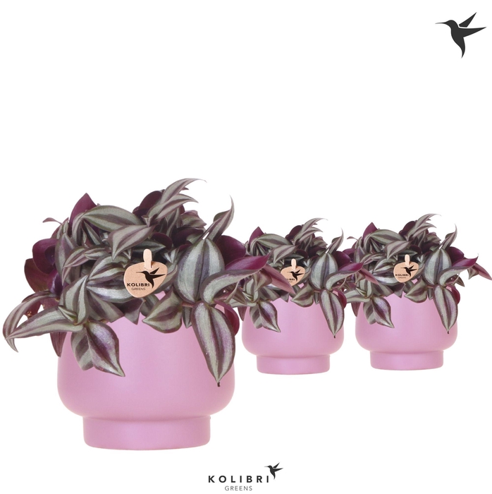 <h4>Kolibri Greens Tradescantia Zebrina in Scandic pot violet</h4>