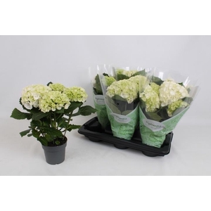 HYDR M CRYSTAL PALAC