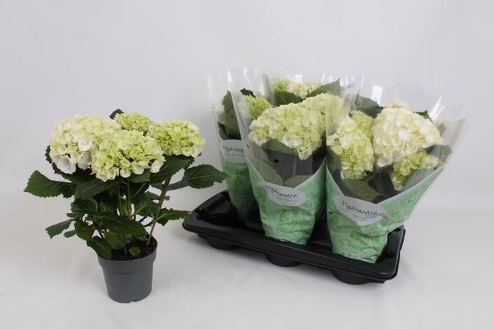 <h4>HYDR M CRYSTAL PALAC</h4>